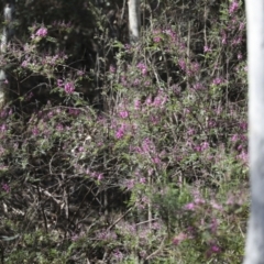 Indigofera australis subsp. australis at Bruce, ACT - 16 Sep 2023