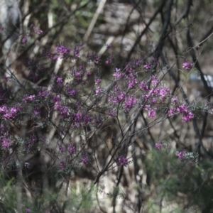 Indigofera australis subsp. australis at Bruce, ACT - 16 Sep 2023 11:48 AM