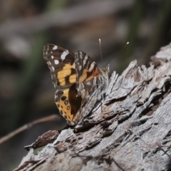 Vanessa kershawi (Australian Painted Lady) at Bruce Ridge - 16 Sep 2023 by AlisonMilton