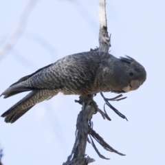 Callocephalon fimbriatum (Gang-gang Cockatoo) at Bruce Ridge to Gossan Hill - 16 Sep 2023 by AlisonMilton