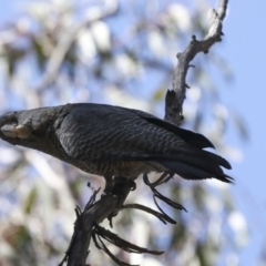 Callocephalon fimbriatum at Bruce, ACT - 16 Sep 2023