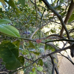 Musgraveia sulciventris at The Gap, QLD - 17 Sep 2023 07:59 AM