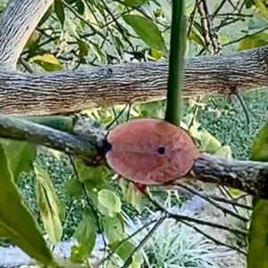 Musgraveia sulciventris at The Gap, QLD - 17 Sep 2023 07:59 AM