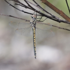 Hemicordulia tau (Tau Emerald) at Bruce Ridge to Gossan Hill - 16 Sep 2023 by AlisonMilton