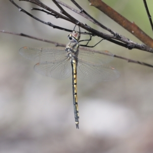 Hemicordulia tau at Bruce, ACT - 16 Sep 2023