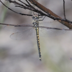 Hemicordulia tau at Bruce, ACT - 16 Sep 2023