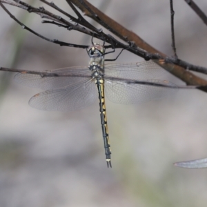 Hemicordulia tau at Bruce, ACT - 16 Sep 2023