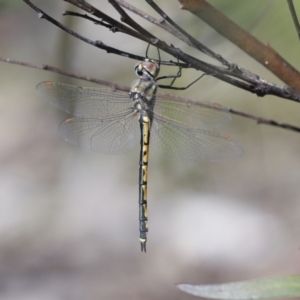 Hemicordulia tau at Bruce, ACT - 16 Sep 2023