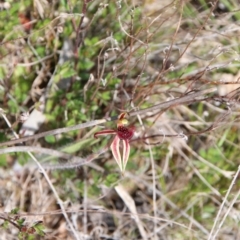 Caladenia actensis (Canberra Spider Orchid) at Majura, ACT - 15 Sep 2023 by petersan