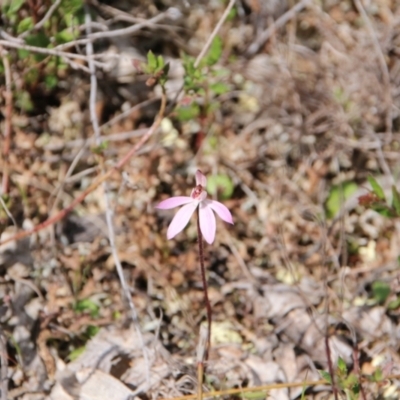 Caladenia fuscata (Dusky Fingers) at Majura, ACT - 15 Sep 2023 by petersan