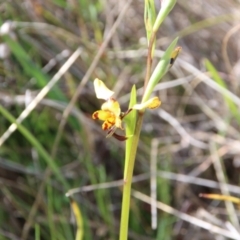 Diuris pardina (Leopard Doubletail) at Mount Majura - 15 Sep 2023 by petersan