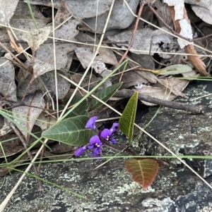 Hardenbergia violacea at Belconnen, ACT - 17 Sep 2023 08:59 AM