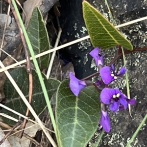 Hardenbergia violacea at Belconnen, ACT - 17 Sep 2023 08:59 AM