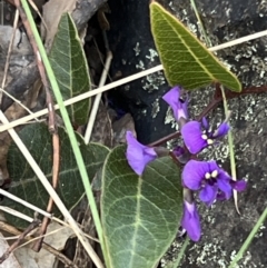 Hardenbergia violacea at Belconnen, ACT - 17 Sep 2023
