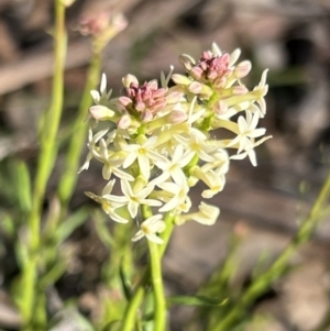 Stackhousia monogyna at Belconnen, ACT - 17 Sep 2023 08:42 AM