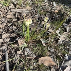 Stackhousia monogyna at Belconnen, ACT - 17 Sep 2023