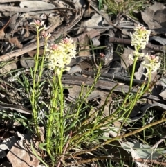 Stackhousia monogyna at Belconnen, ACT - 17 Sep 2023 08:42 AM