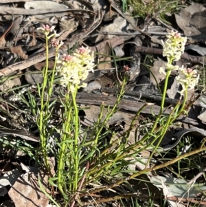 Stackhousia monogyna at Belconnen, ACT - 17 Sep 2023