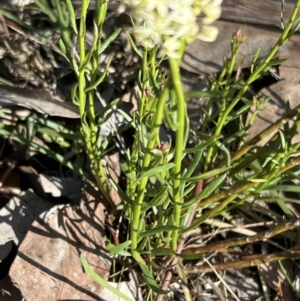 Stackhousia monogyna at Belconnen, ACT - 17 Sep 2023 08:42 AM