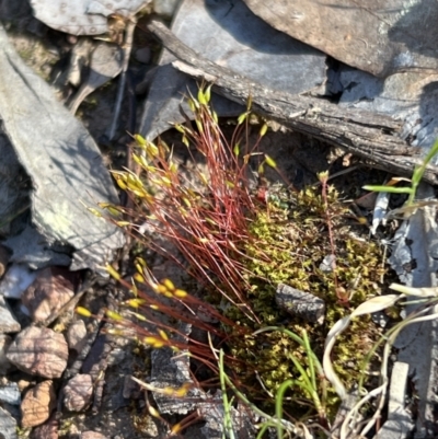 Funaria hygrometrica (Moss) at Belconnen, ACT - 17 Sep 2023 by JimL