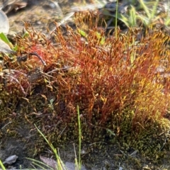 Funaria hygrometrica at Belconnen, ACT - 17 Sep 2023