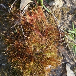 Funaria hygrometrica at Belconnen, ACT - 17 Sep 2023