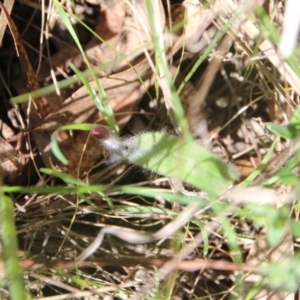 Caladenia actensis at suppressed - suppressed