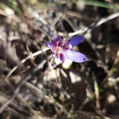 Cyanicula caerulea (Blue Fingers, Blue Fairies) at Stromlo, ACT - 17 Sep 2023 by BethanyDunne