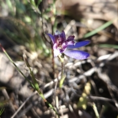 Cyanicula caerulea at Stromlo, ACT - suppressed