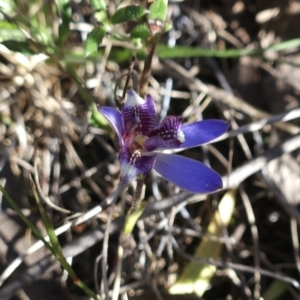 Cyanicula caerulea at Stromlo, ACT - suppressed