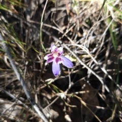 Cyanicula caerulea at Stromlo, ACT - suppressed