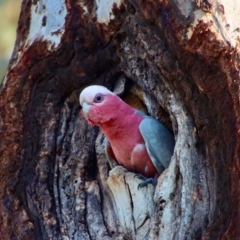 Eolophus roseicapilla (Galah) at Hughes, ACT - 16 Sep 2023 by LisaH