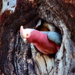 Eolophus roseicapilla at Hughes, ACT - 16 Sep 2023