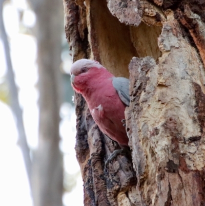 Eolophus roseicapilla (Galah) at Hughes, ACT - 15 Sep 2023 by LisaH