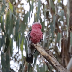 Eolophus roseicapilla at Hughes, ACT - 15 Sep 2023