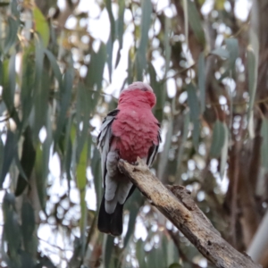 Eolophus roseicapilla at Hughes, ACT - 15 Sep 2023