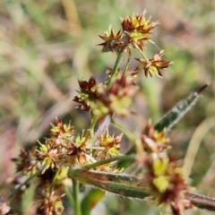 Luzula densiflora (Dense Wood-rush) at Jerrabomberra, ACT - 17 Sep 2023 by Mike