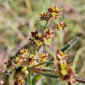 Luzula densiflora at Jerrabomberra, ACT - 17 Sep 2023