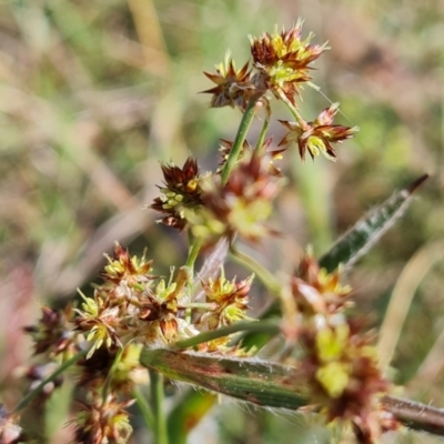 Luzula densiflora (Dense Wood-rush) at Isaacs Ridge and Nearby - 17 Sep 2023 by Mike