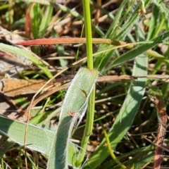 Luzula densiflora at Jerrabomberra, ACT - 17 Sep 2023