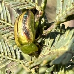 Calomela juncta (Leaf beetle) at Mount Ainslie - 16 Sep 2023 by Pirom