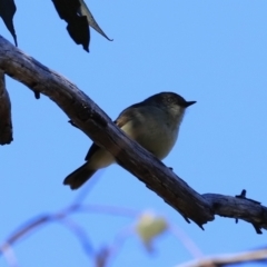 Acanthiza reguloides (Buff-rumped Thornbill) at Belconnen, ACT - 16 Sep 2023 by JimL