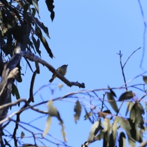 Acanthiza reguloides at Belconnen, ACT - 17 Sep 2023