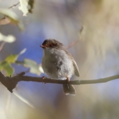 Malurus cyaneus (Superb Fairywren) at Yarralumla, ACT - 16 Sep 2023 by JimL