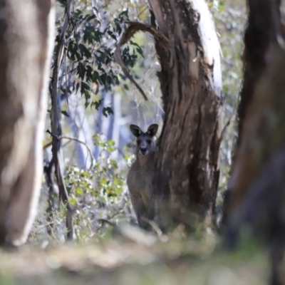 Macropus giganteus (Eastern Grey Kangaroo) at Belconnen, ACT - 16 Sep 2023 by JimL