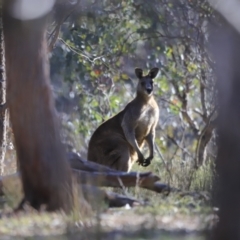 Macropus giganteus at Belconnen, ACT - 17 Sep 2023