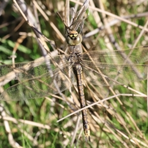 Anax papuensis at Belconnen, ACT - 17 Sep 2023 08:04 AM