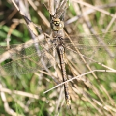 Anax papuensis at Belconnen, ACT - 17 Sep 2023 08:04 AM