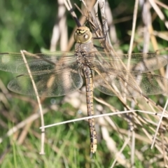 Anax papuensis at Belconnen, ACT - 17 Sep 2023 08:04 AM