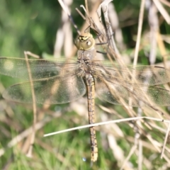 Anax papuensis at Belconnen, ACT - 17 Sep 2023 08:04 AM